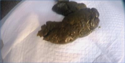 LoveRachelle2 Shits Hard Turds and Humiliates Toilet Slave in Femdom Scat Porn - related scat video at ScatLab